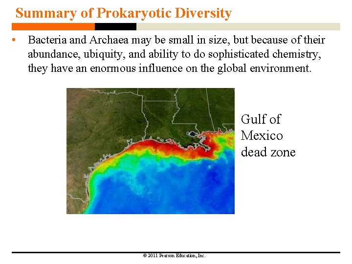 Summary of Prokaryotic Diversity • Bacteria and Archaea may be small in size, but