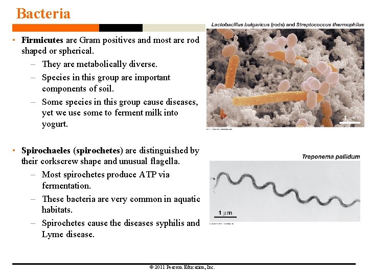 Bacteria • Firmicutes are Gram positives and most are rod shaped or spherical. –