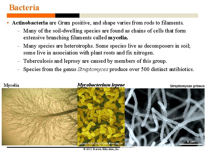 Bacteria • Actinobacteria are Gram positive, and shape varies from rods to filaments. –