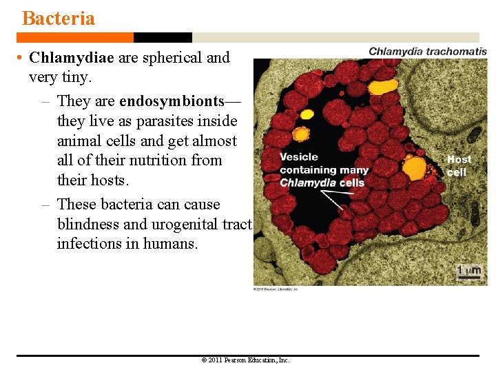 Bacteria • Chlamydiae are spherical and very tiny. – They are endosymbionts— they live