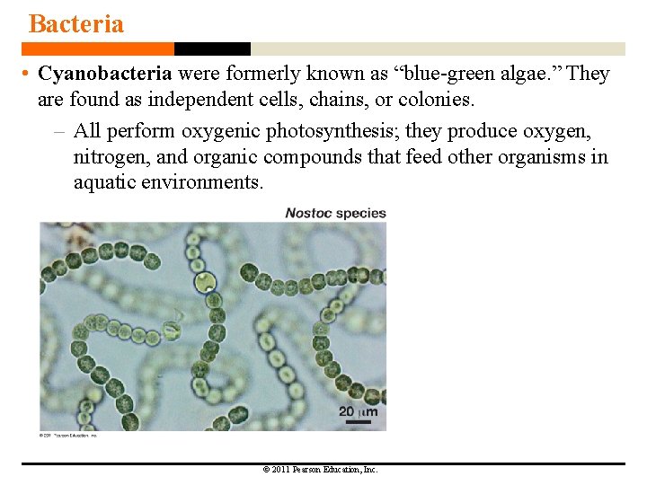 Bacteria • Cyanobacteria were formerly known as “blue-green algae. ” They are found as