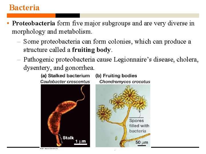 Bacteria • Proteobacteria form five major subgroups and are very diverse in morphology and