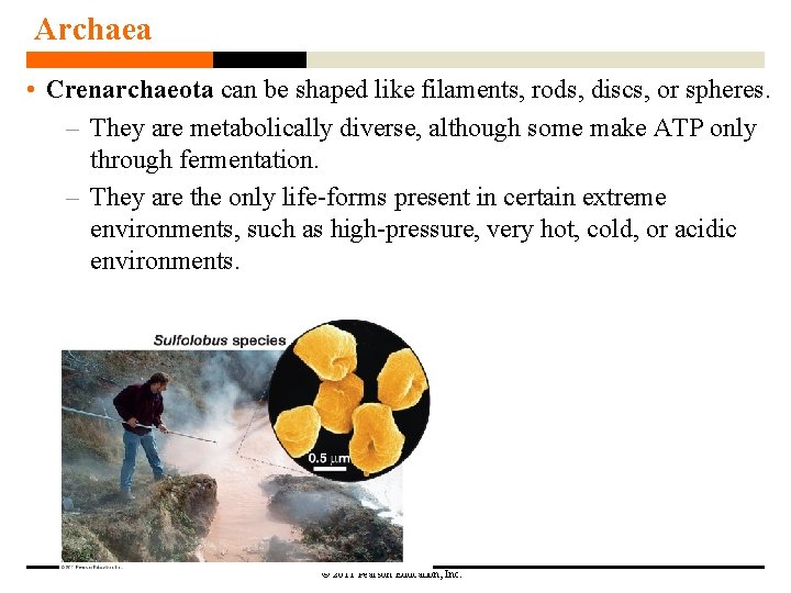 Archaea • Crenarchaeota can be shaped like filaments, rods, discs, or spheres. – They