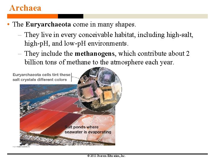 Archaea • The Euryarchaeota come in many shapes. – They live in every conceivable