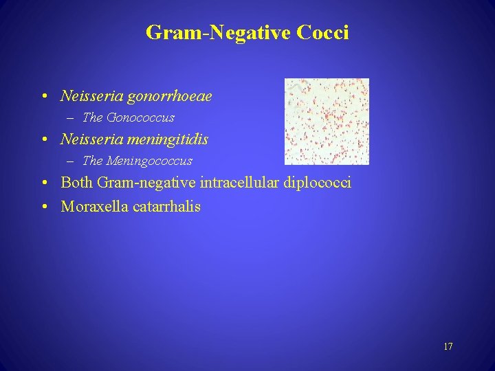 Gram-Negative Cocci • Neisseria gonorrhoeae – The Gonococcus • Neisseria meningitidis – The Meningococcus