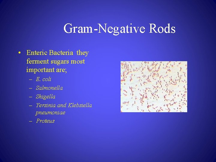 Gram-Negative Rods • Enteric Bacteria they ferment sugars most important are; – – E.