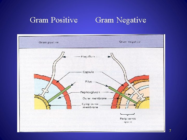 Gram Positive Gram Negative 7 