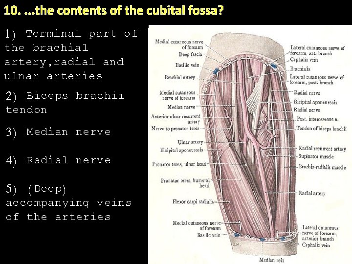 10. . the contents of the cubital fossa? 1) Terminal part of the brachial