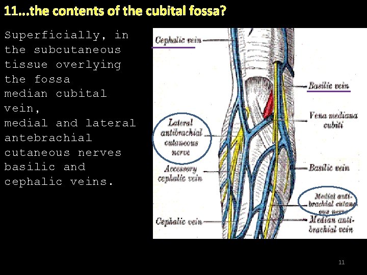 11. . . the contents of the cubital fossa? Superficially, in the subcutaneous tissue