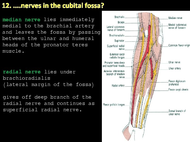 12. . . nerves in the cubital fossa? median nerve lies immediately medial to