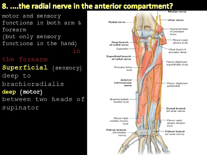 8. . . the radial nerve in the anterior compartment? motor and functions forearm