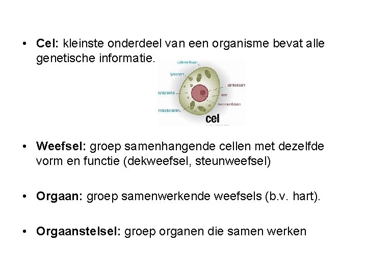  • Cel: kleinste onderdeel van een organisme bevat alle genetische informatie. • Weefsel: