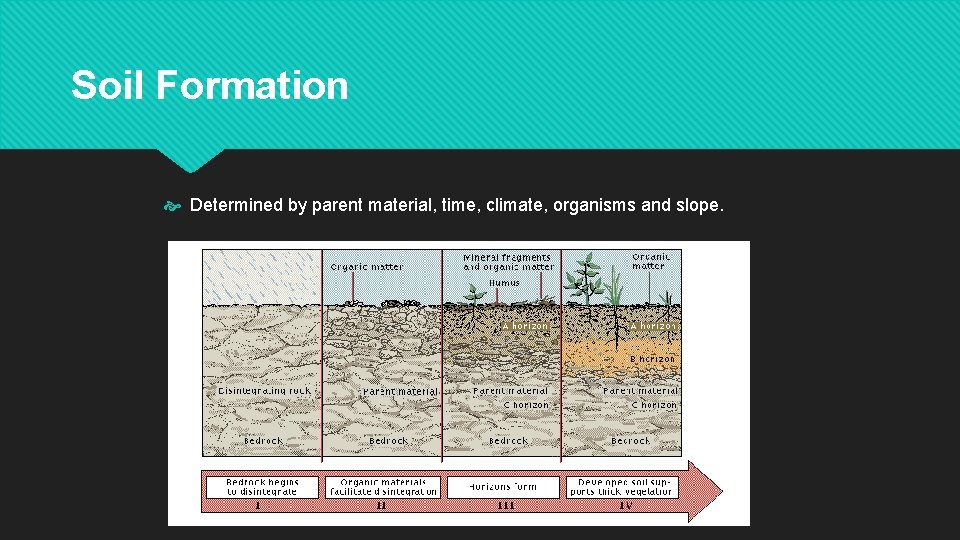 Soil Formation Determined by parent material, time, climate, organisms and slope. 
