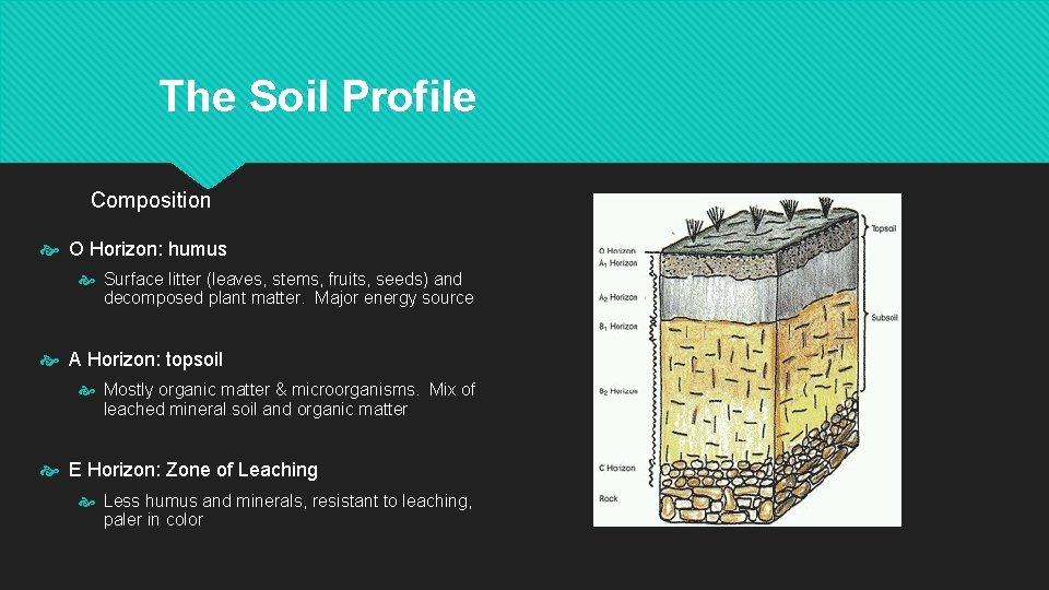 The Soil Profile Composition O Horizon: humus Surface litter (leaves, stems, fruits, seeds) and