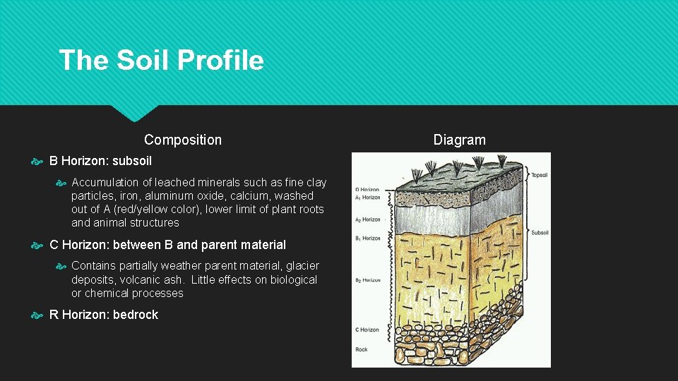 The Soil Profile Composition B Horizon: subsoil Accumulation of leached minerals such as fine