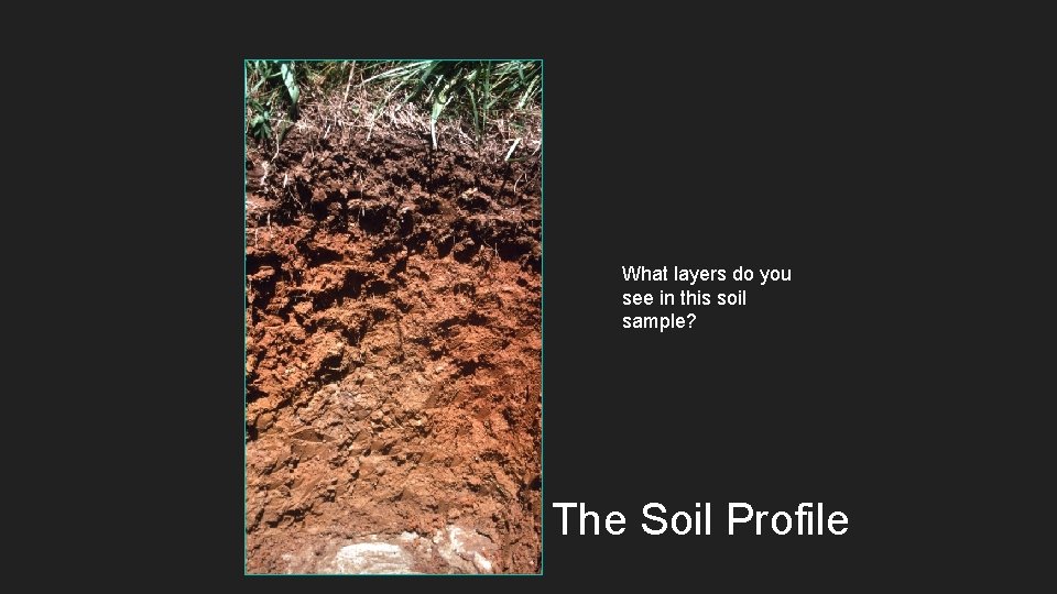 What layers do you see in this soil sample? The Soil Profile 