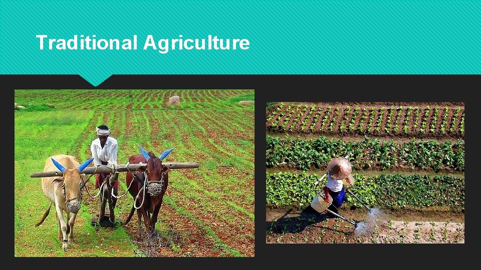 Traditional Agriculture 