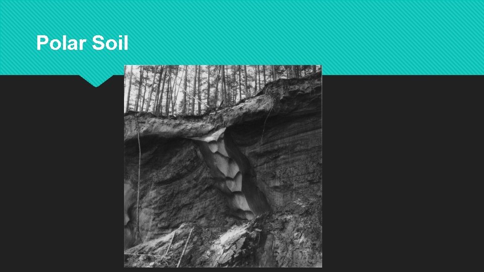 Polar Soil 