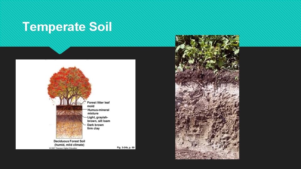 Temperate Soil 