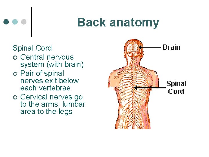 Back anatomy Spinal Cord ¢ Central nervous system (with brain) ¢ Pair of spinal