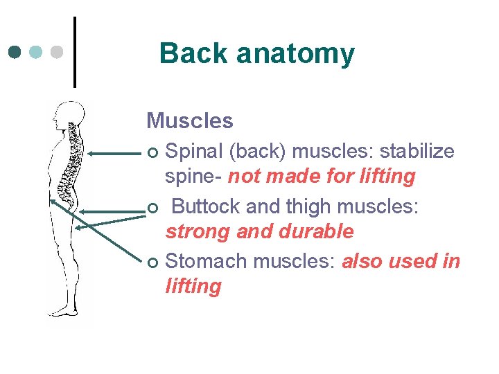 Back anatomy Muscles Spinal (back) muscles: stabilize spine- not made for lifting ¢ Buttock