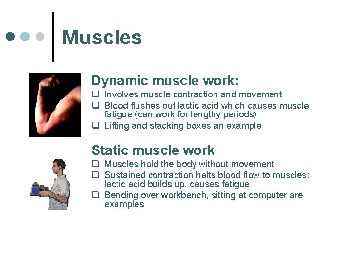 Muscles Dynamic muscle work: q Involves muscle contraction and movement q Blood flushes out