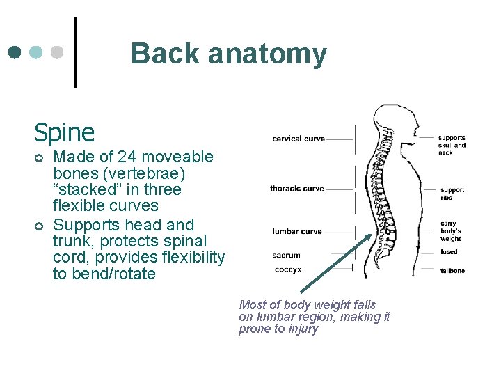 Back anatomy Spine ¢ ¢ Made of 24 moveable bones (vertebrae) “stacked” in three