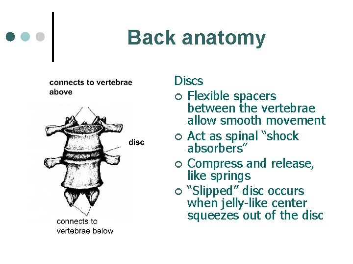 Back anatomy Discs ¢ Flexible spacers between the vertebrae allow smooth movement ¢ Act