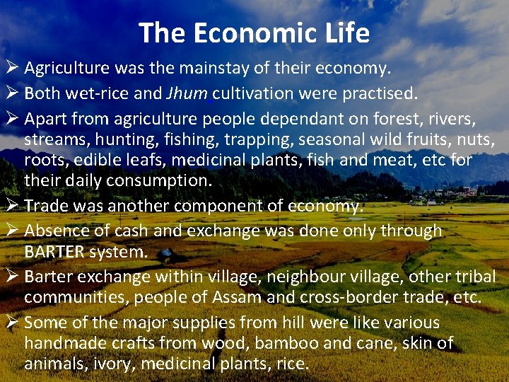 The Economic Life Ø Agriculture was the mainstay of their economy. Ø Both wet-rice