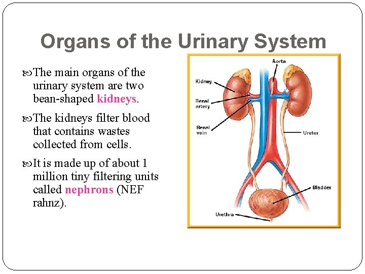 Organs of the Urinary System The main organs of the urinary system are two