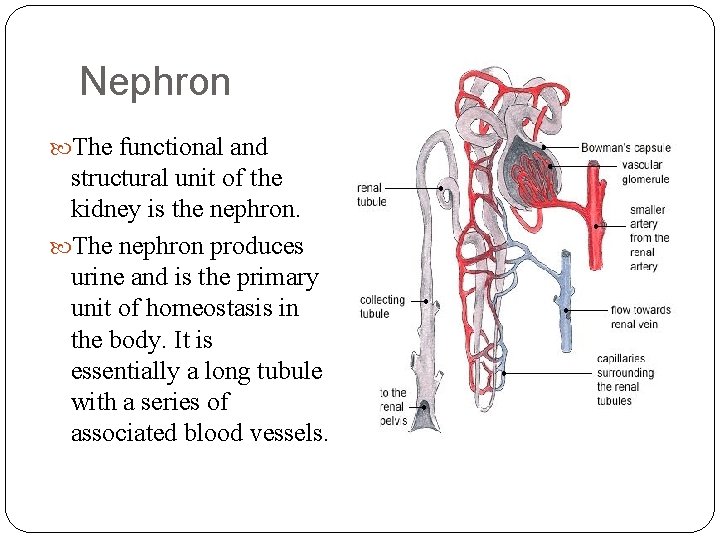 Nephron The functional and structural unit of the kidney is the nephron. The nephron