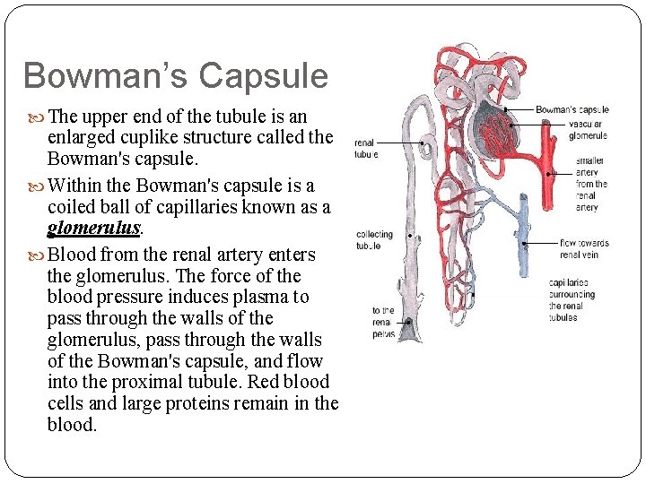 Bowman’s Capsule The upper end of the tubule is an enlarged cuplike structure called