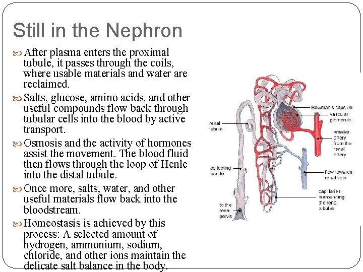 Still in the Nephron After plasma enters the proximal tubule, it passes through the