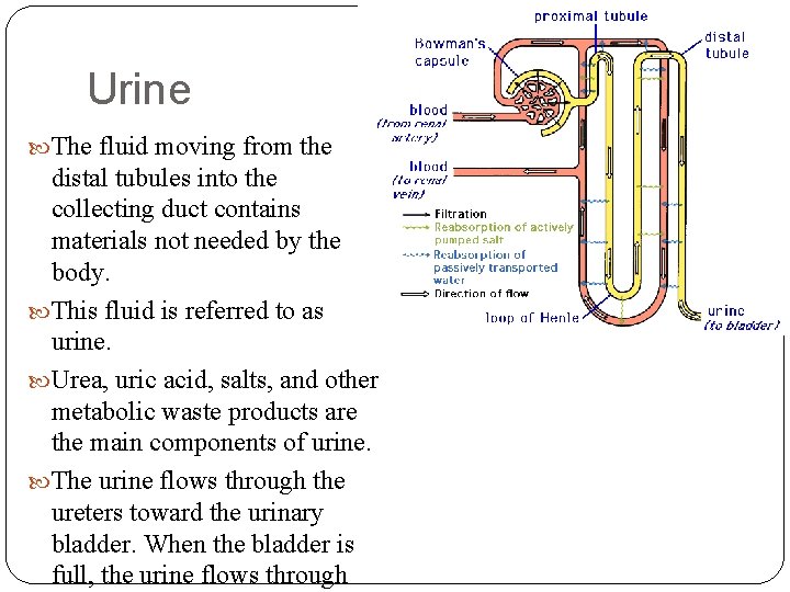 Urine The fluid moving from the distal tubules into the collecting duct contains materials
