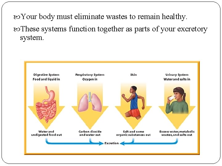  Your body must eliminate wastes to remain healthy. These systems function together as