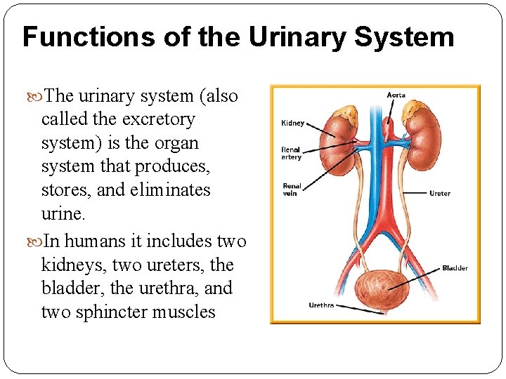 Functions of the Urinary System The urinary system (also called the excretory system) is