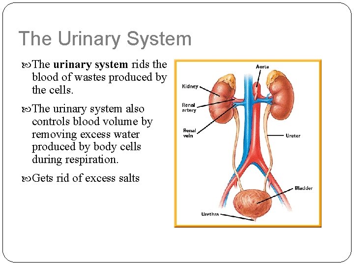 The Urinary System The urinary system rids the blood of wastes produced by the
