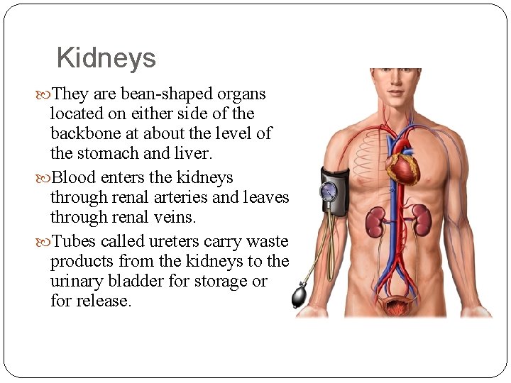 Kidneys They are bean-shaped organs located on either side of the backbone at about