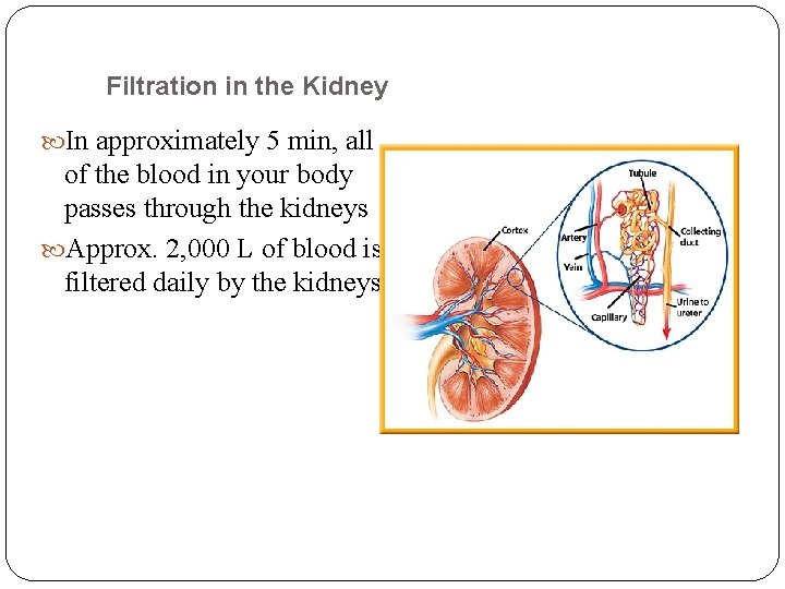 Filtration in the Kidney In approximately 5 min, all of the blood in your