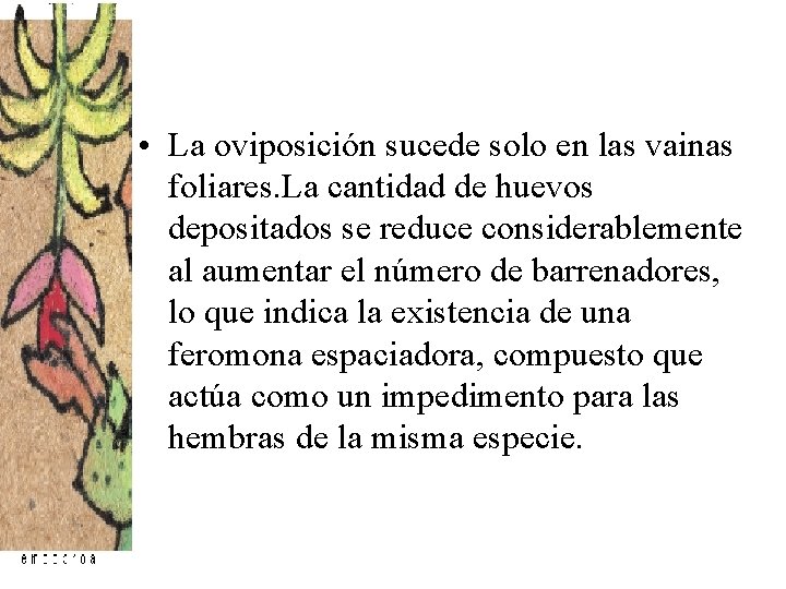 • La oviposición sucede solo en las vainas foliares. La cantidad de huevos • La oviposición sucede solo en las vainas foliares. La cantidad de huevos