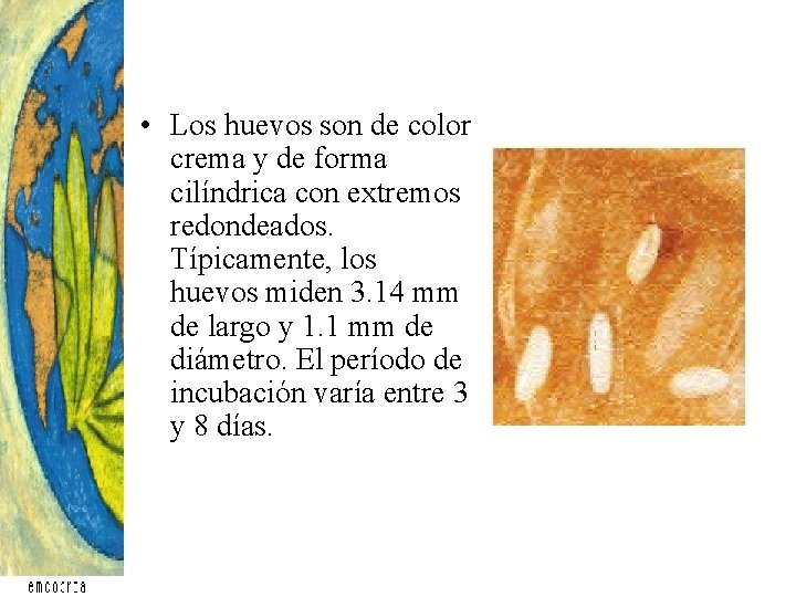• Los huevos son de color crema y de forma cilíndrica con extremos • Los huevos son de color crema y de forma cilíndrica con extremos