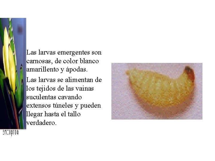 • Las larvas emergentes son carnosas, de color blanco amarillento y ápodas. • • Las larvas emergentes son carnosas, de color blanco amarillento y ápodas. •