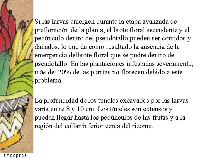 • Si las larvas emergen durante la etapa avanzada de prefloración de la • Si las larvas emergen durante la etapa avanzada de prefloración de la
