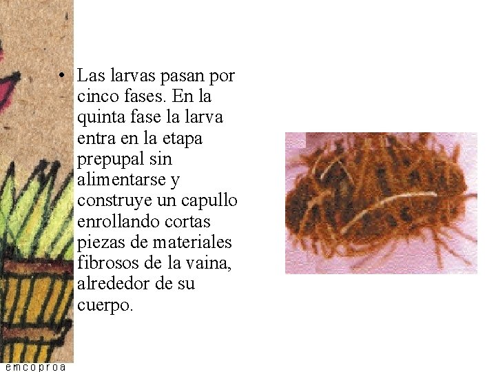 • Las larvas pasan por cinco fases. En la quinta fase la larva • Las larvas pasan por cinco fases. En la quinta fase la larva