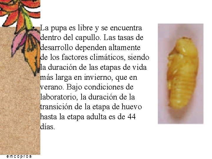 • La pupa es libre y se encuentra dentro del capullo. Las tasas • La pupa es libre y se encuentra dentro del capullo. Las tasas