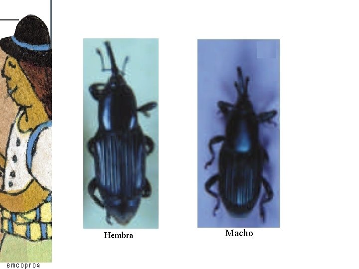 Hembra Macho Hembra Macho