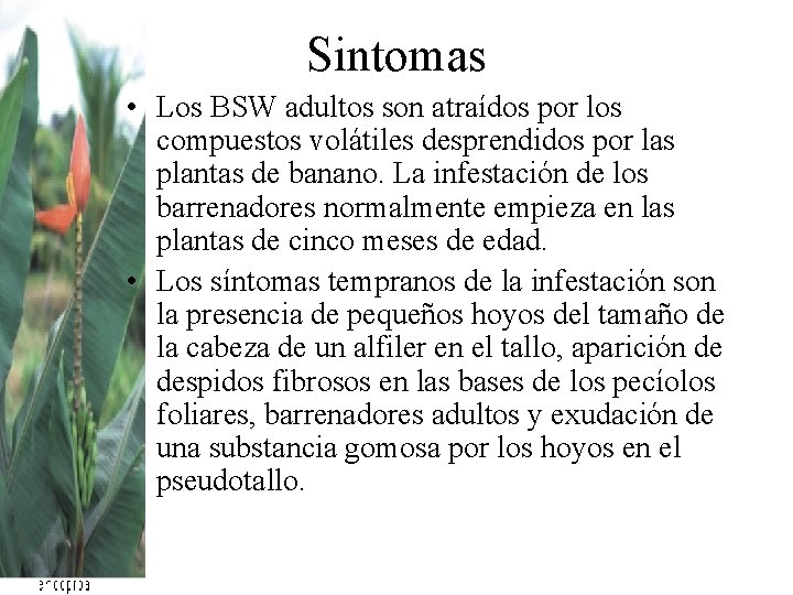 Sintomas • Los BSW adultos son atraídos por los compuestos volátiles desprendidos por las Sintomas • Los BSW adultos son atraídos por los compuestos volátiles desprendidos por las