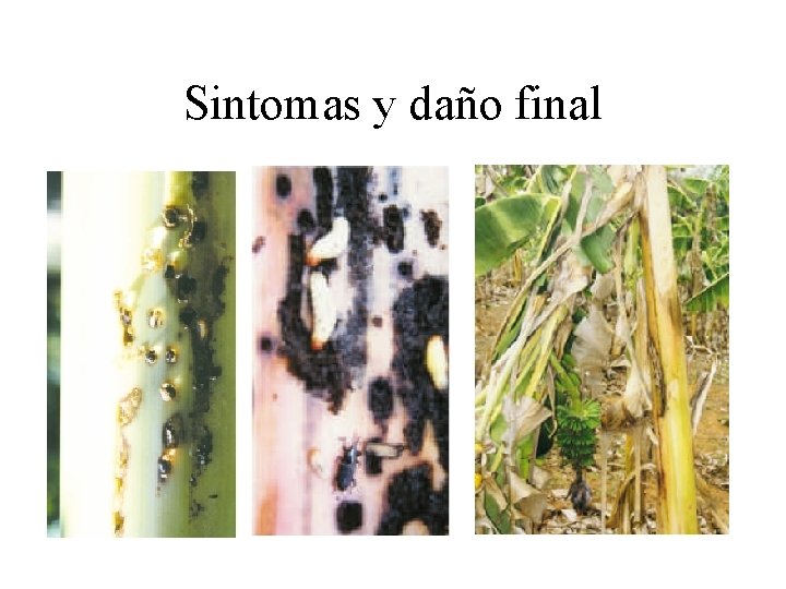 Sintomas y daño final Sintomas y daño final