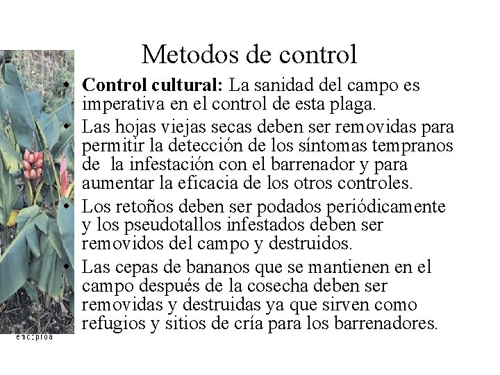 Metodos de control • Control cultural: La sanidad del campo es imperativa en el Metodos de control • Control cultural: La sanidad del campo es imperativa en el