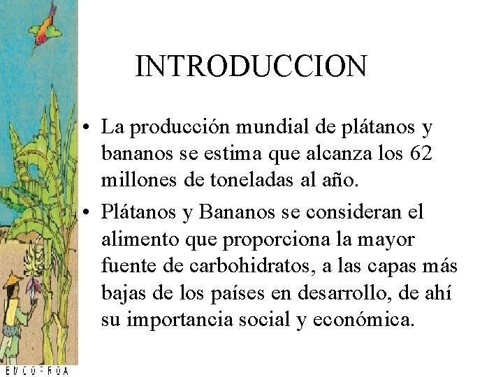 INTRODUCCION • La producción mundial de plátanos y bananos se estima que alcanza los INTRODUCCION • La producción mundial de plátanos y bananos se estima que alcanza los